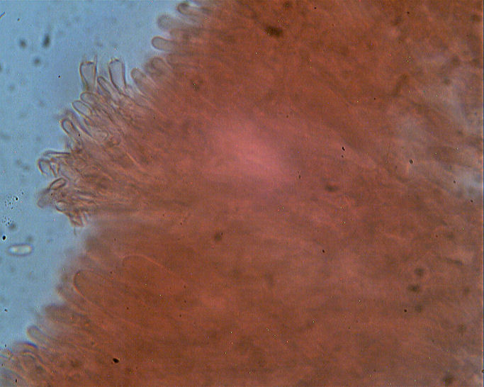 Phlebia rufa